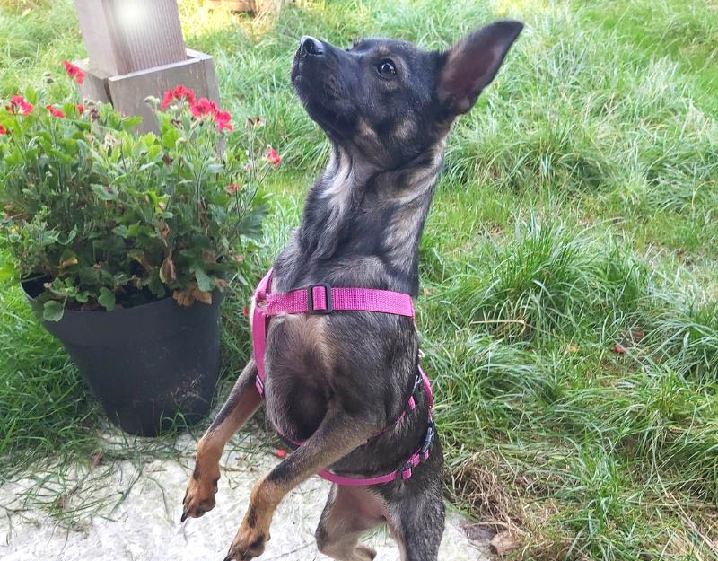 pup jonge hond adopteren